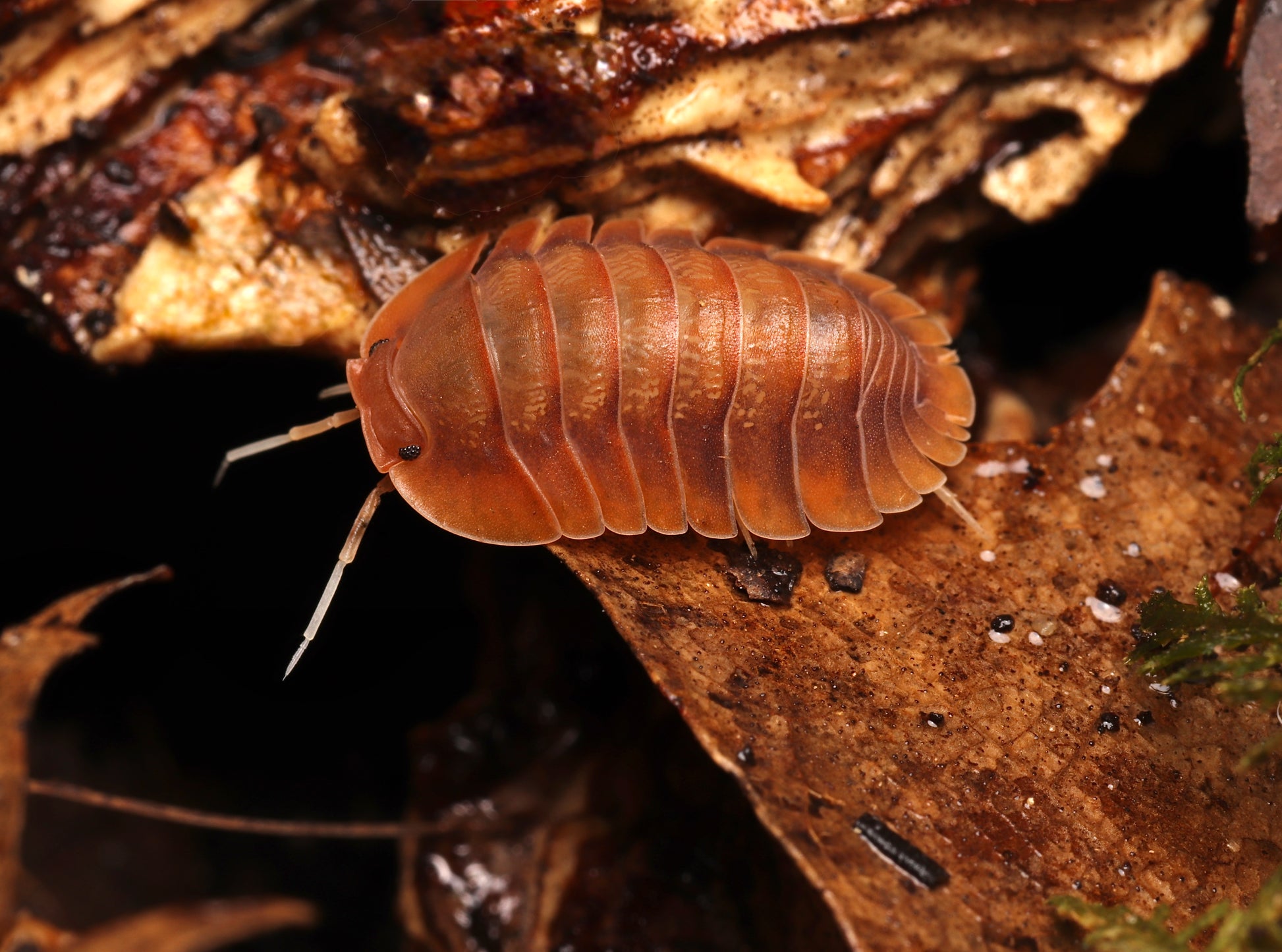 Troglodillo sp. "Vex" CrawlMart
