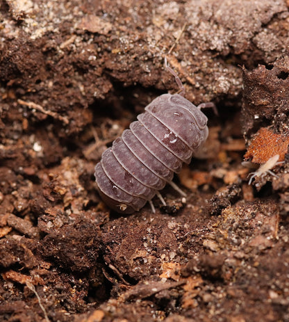 Armadillo tuberculatus CrawlMart