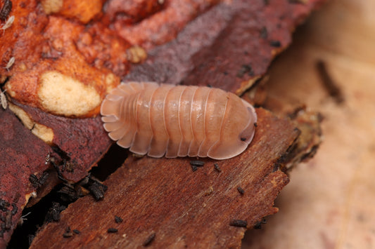 Cubaris sp. "Salmon"