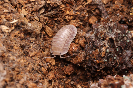 Cubaris sp. "Purple Ghost" CrawlMart