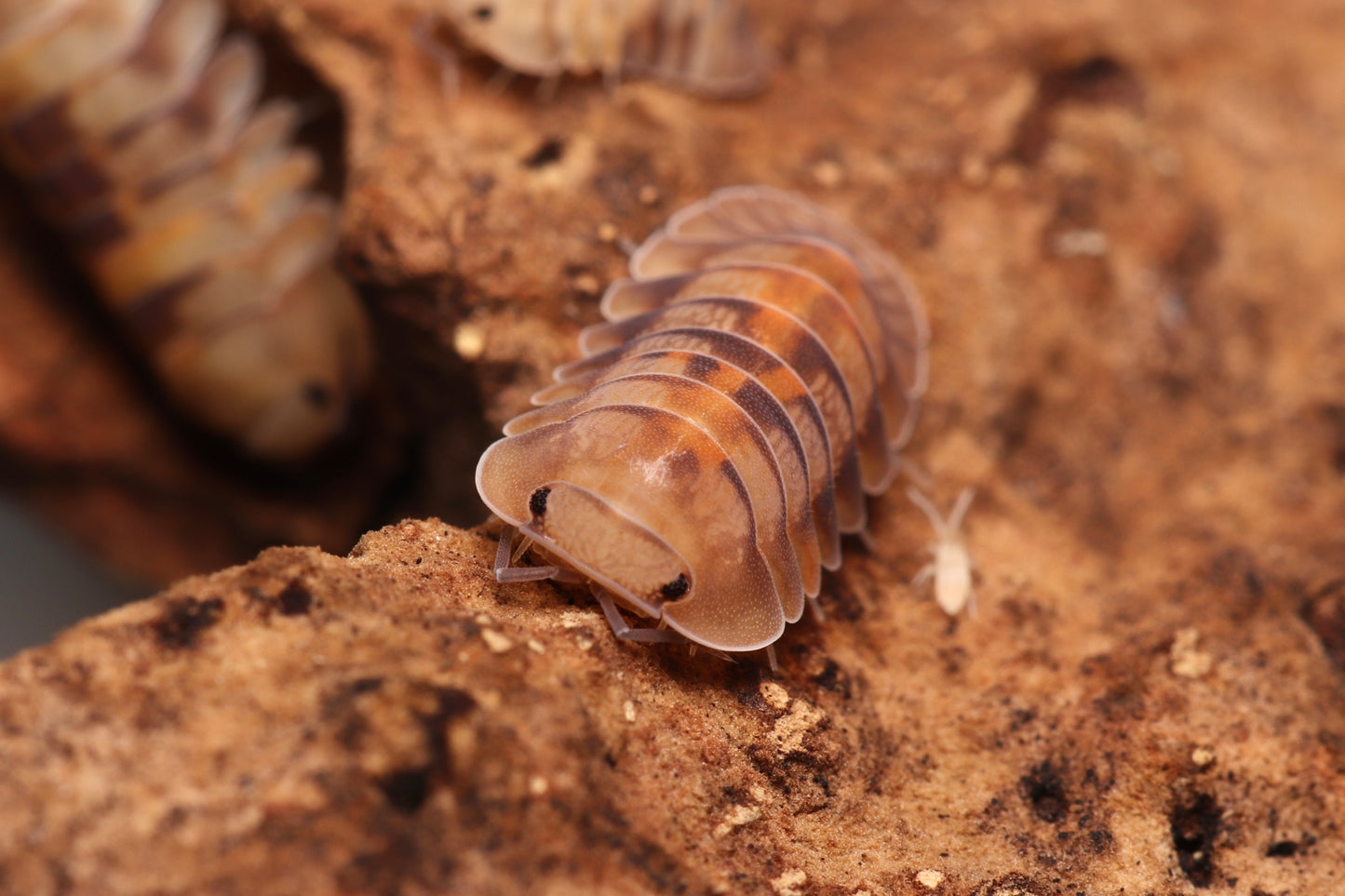 Cubaris sp. "Opal" CrawlMart