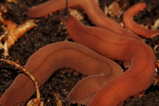 Velvet Worm -Epiperipatus barbadensis