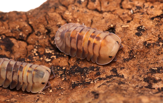 Cubaris sp. "Opal" CrawlMart