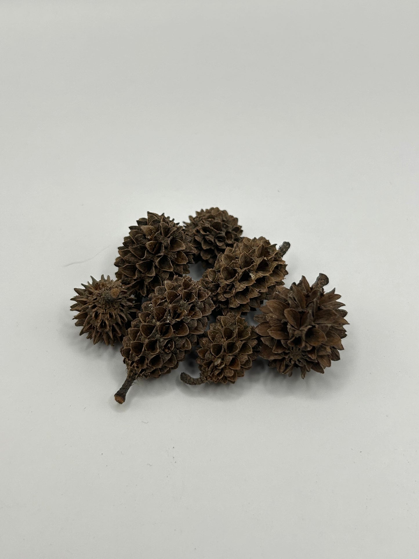 Casuarina Cones