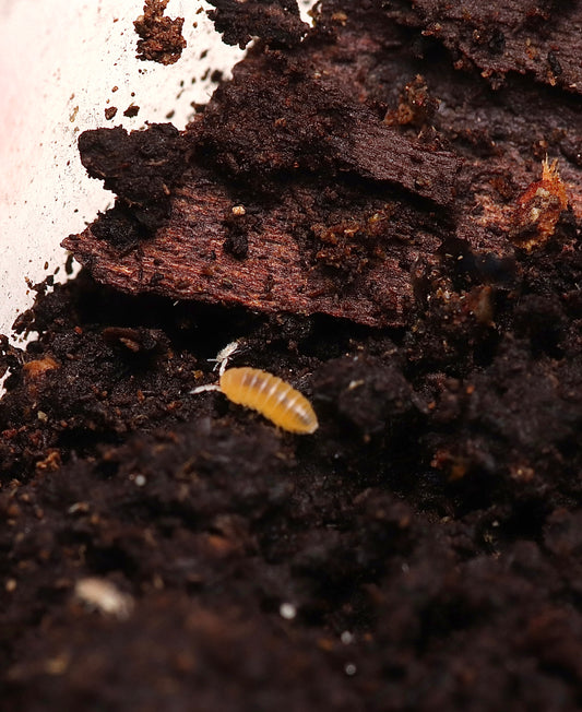 Elumoides Sp. “Yellow Submarines” CrawlMart