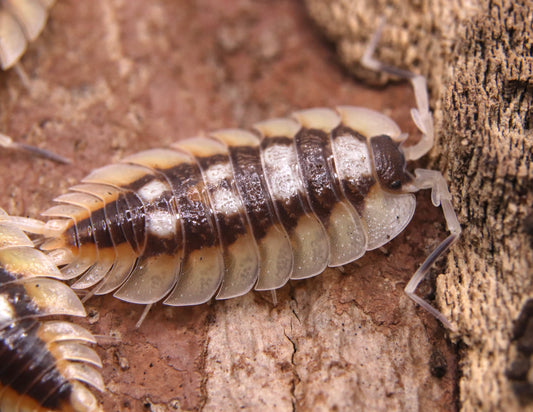 Porcellio expansus "Orange" CrawlMart