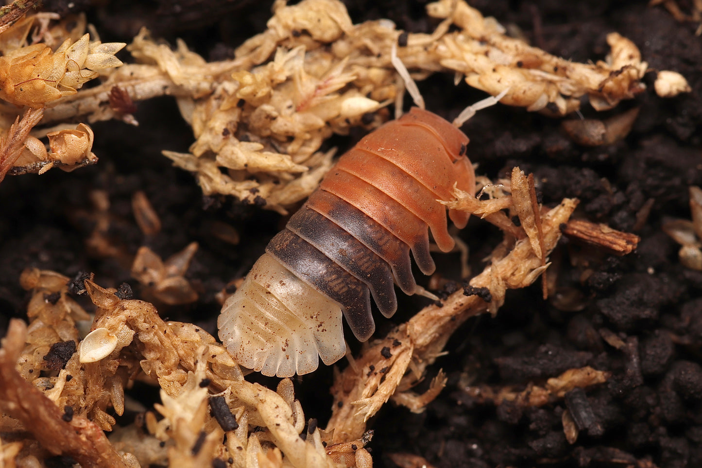 Cubaris sp. "Daxin Tricolor" CrawlMart