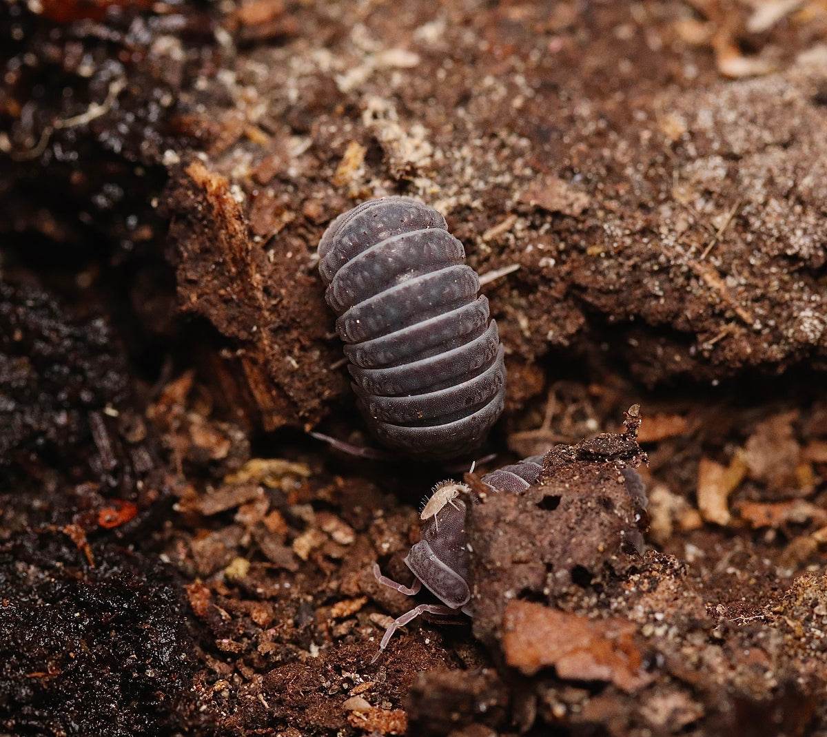 Armadillo tuberculatus CrawlMart