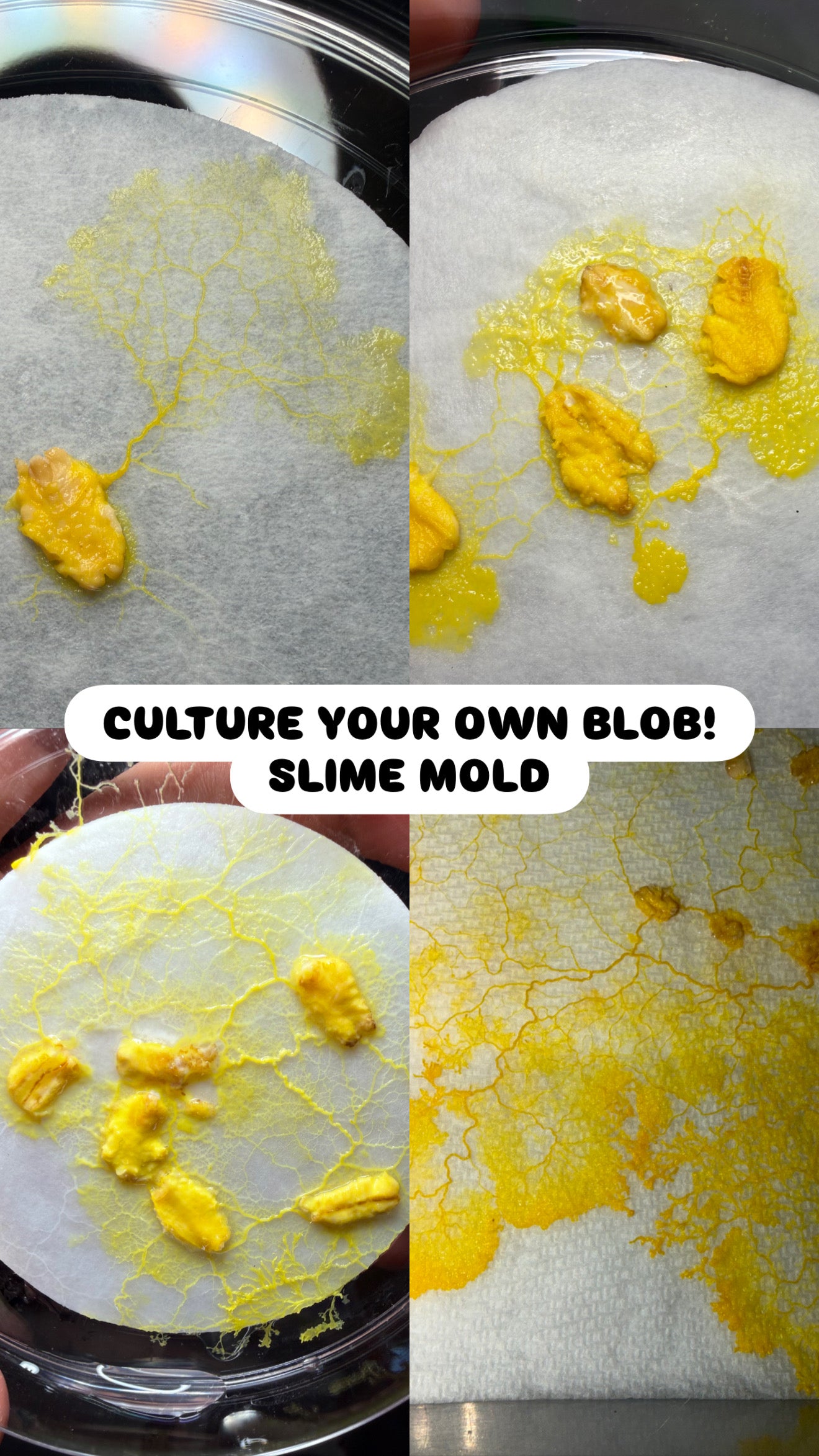 Slime Mold CrawlMart