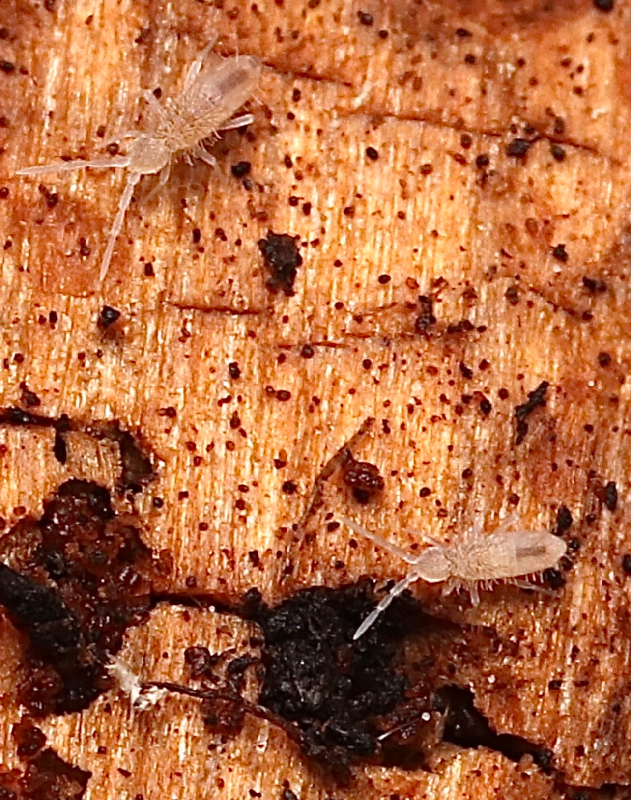 Tropical Pink Springtails (Sinella curviseta) For Sale | CrawlMart