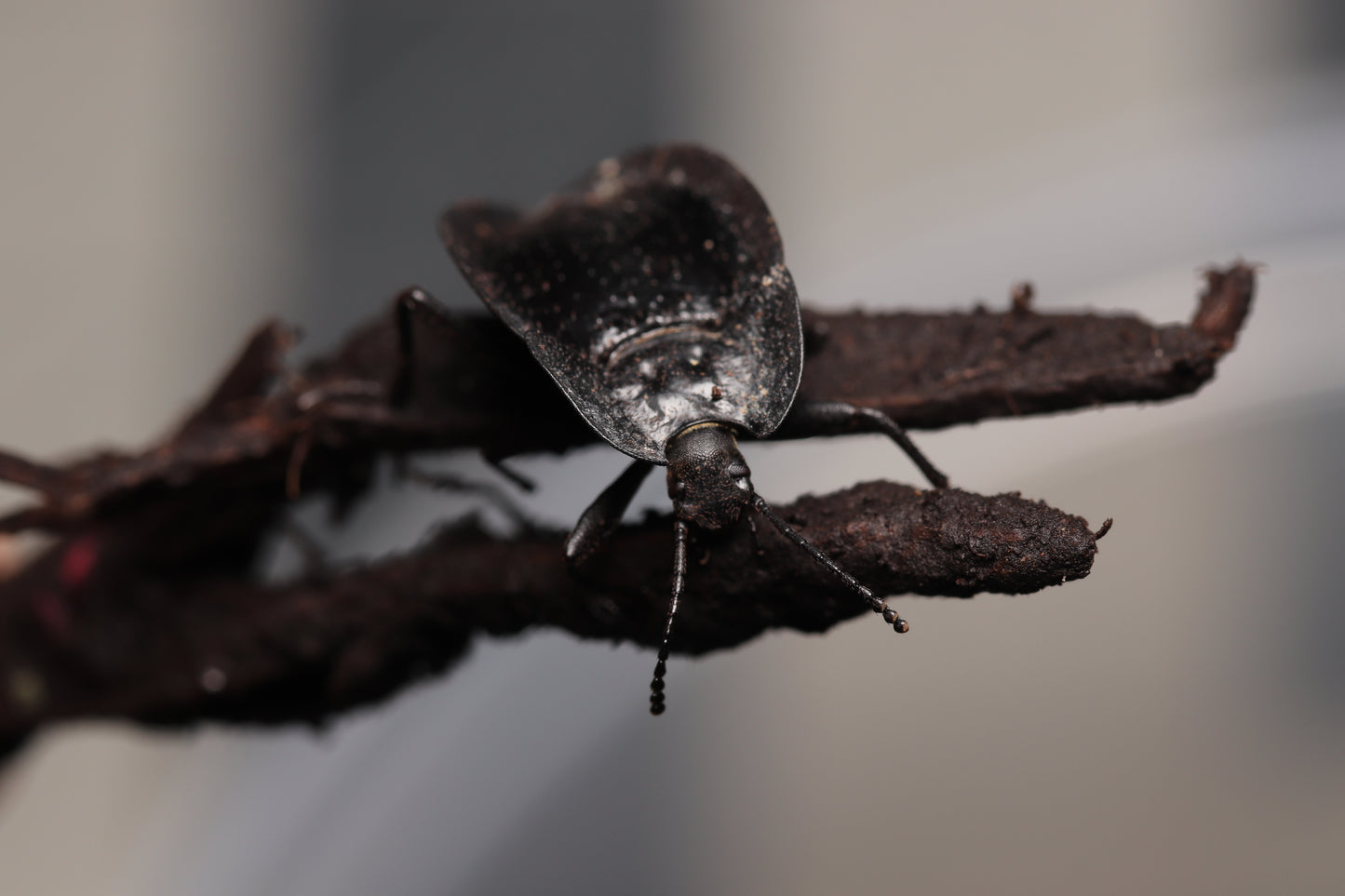 Embaphion muricatum - Pie-Dish Beetles CrawlMart