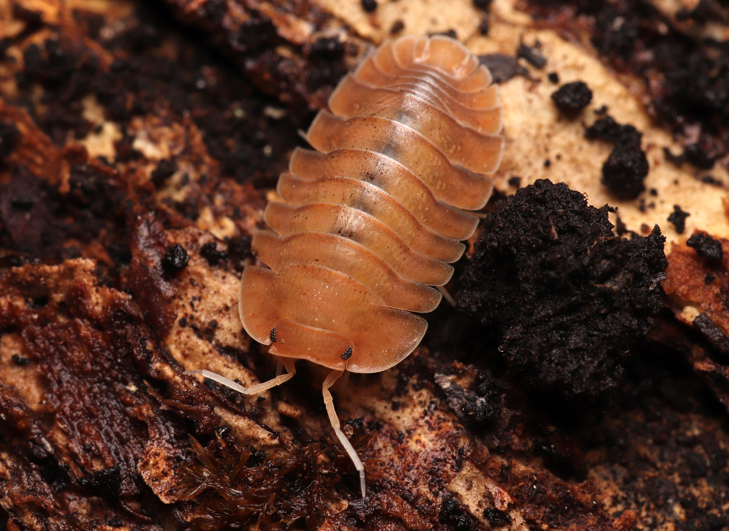 Troglodillo sp. "Sunset" CrawlMart