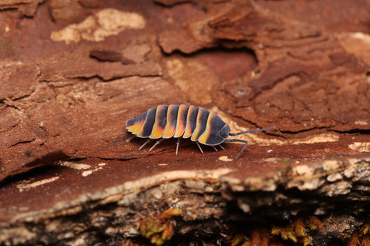 Ardentiella sp. "Ember Bee" CrawlMart
