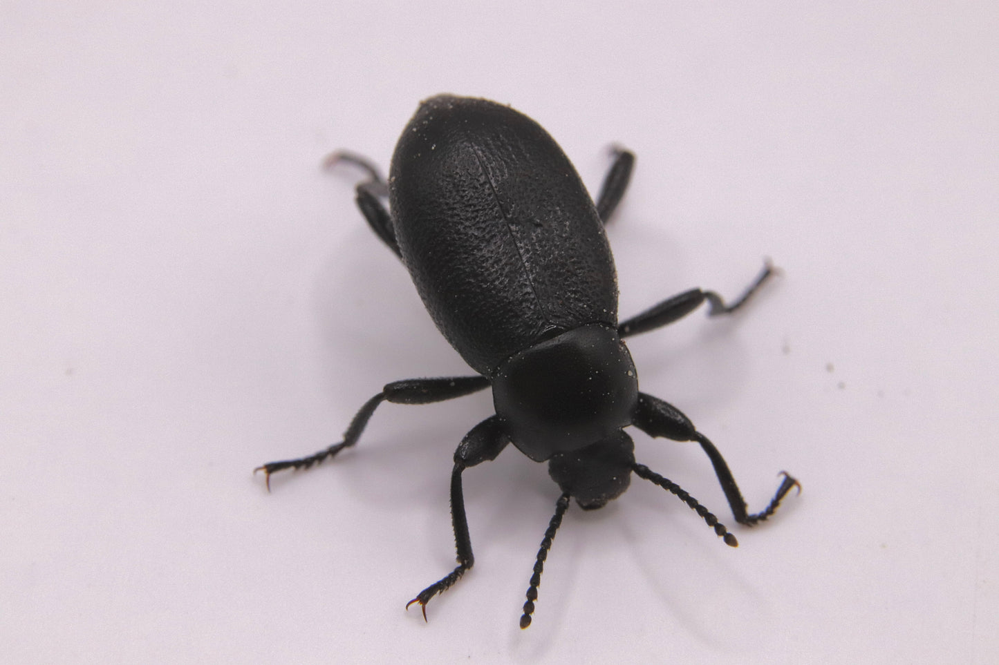 Eleodes extricata (Extricated Darkling Beetle)