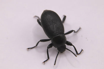 Eleodes extricata (Extricated Darkling Beetle)