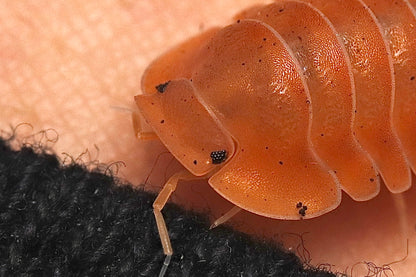 Cubaris sp. "Crabby" CrawlMart
