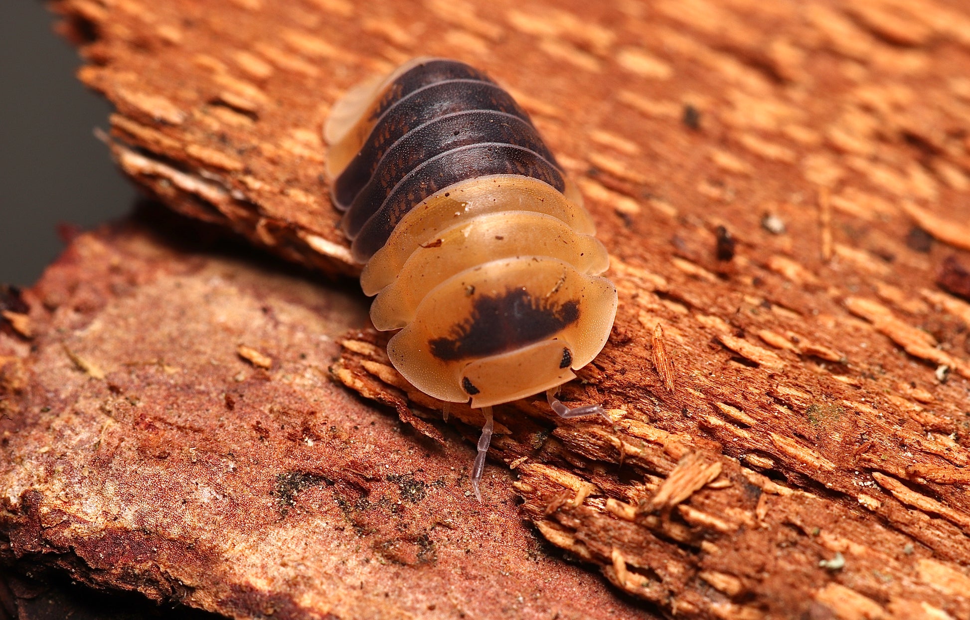Cubaris sp. "Bumblebee" CrawlMart