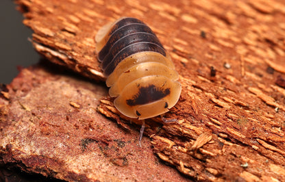 Cubaris sp. "Bumblebee" CrawlMart