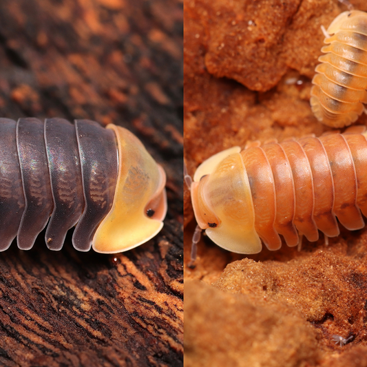 Rubber Ducky Mix CrawlMart