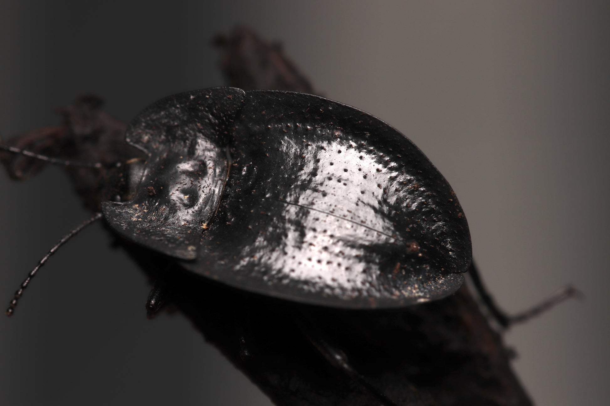 Embaphion muricatum - Pie-Dish Beetles CrawlMart