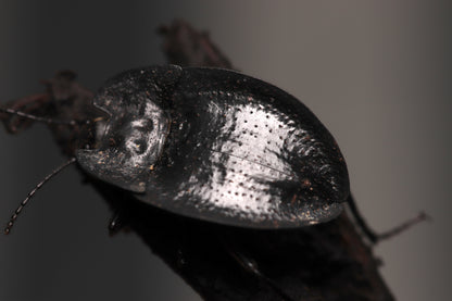 Embaphion muricatum - Pie-Dish Beetles CrawlMart