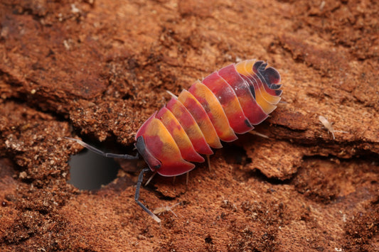 Ardentiella sp. "Scarlet" CrawlMart