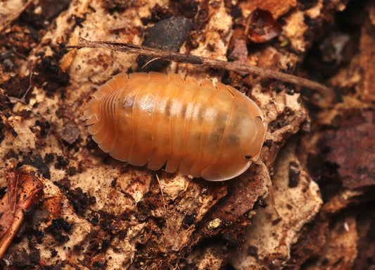 Cubaris sp. "Orange Freeze" CrawlMart