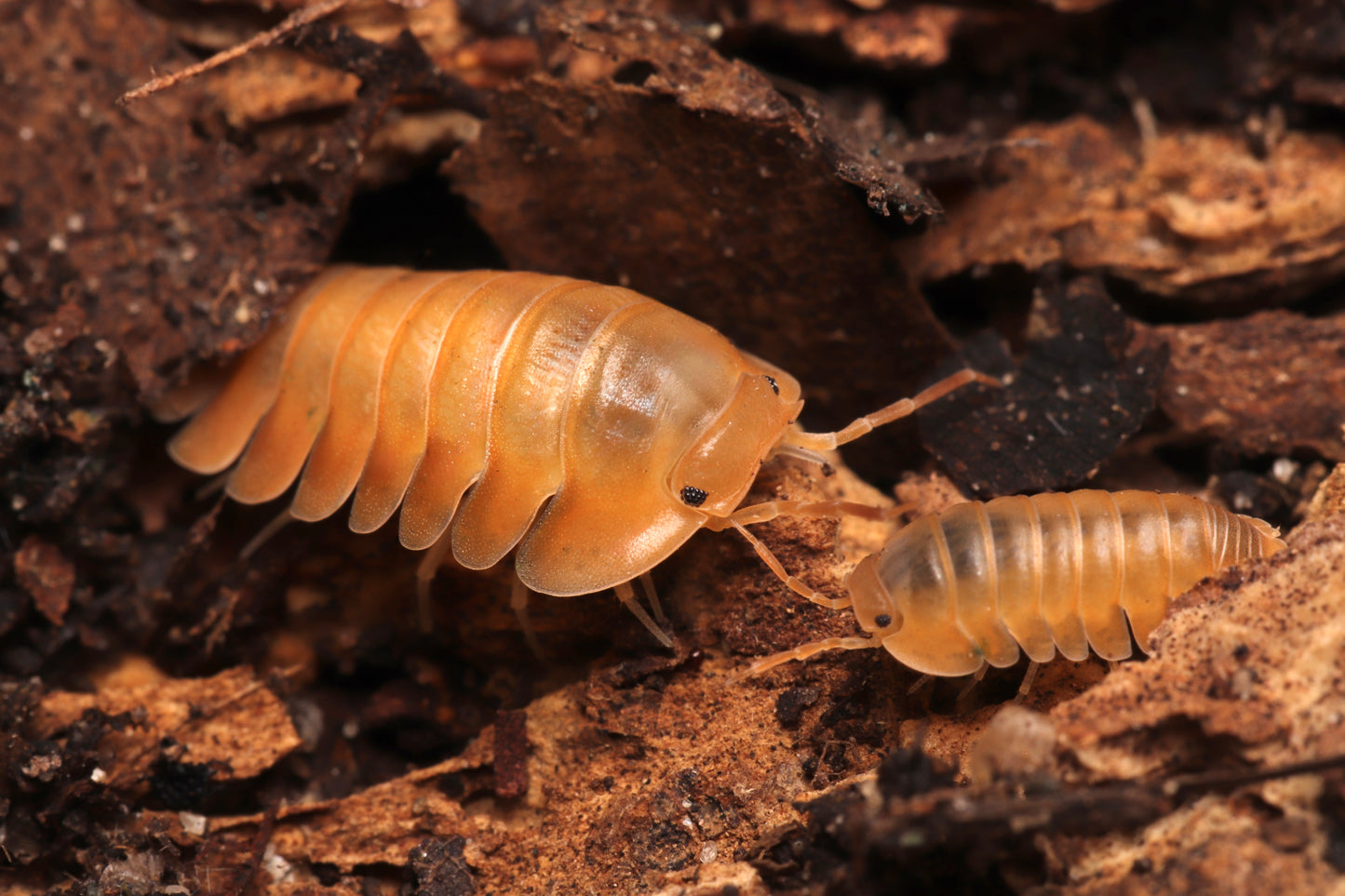 Cubaris sp. "Orange Freeze" CrawlMart
