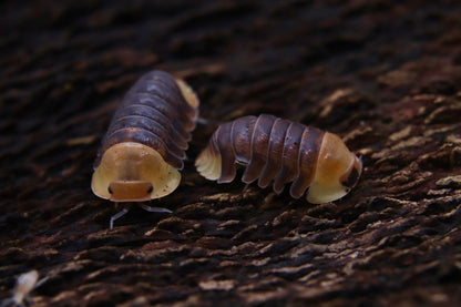 Cubaris sp. "Rubber Ducky"