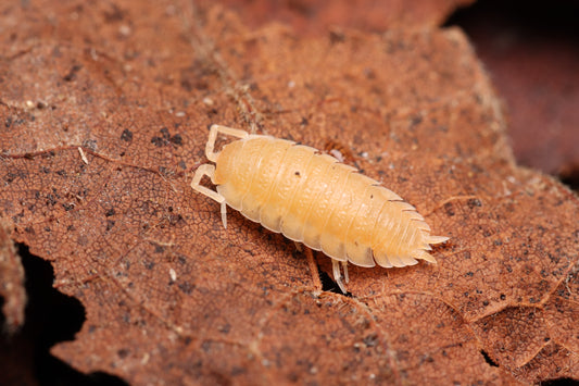 Porcellio scaber “Yellow Snow” CrawlMart