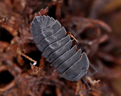 Merulanella sp. "Black Hole"