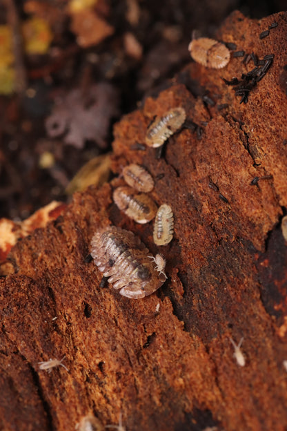 Fillipinodillo sp. “Bicolano” CrawlMart