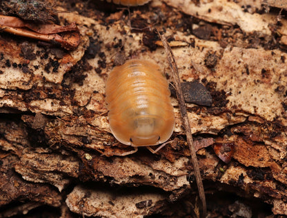 Cubaris sp. "Orange Freeze" CrawlMart