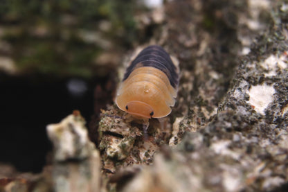 Cubaris sp. "Rubber Bee"