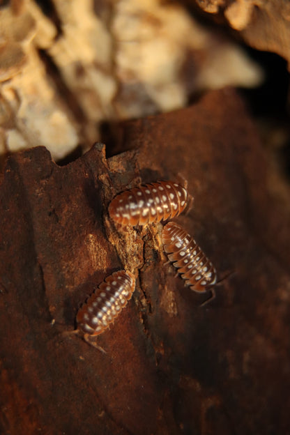 Armadillidium klugii "Dubrovnik"