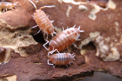 Porcellionides pruinosus "Orange cream"