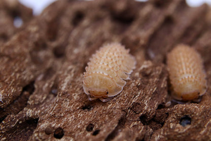 Cristarmadillidium muricatum "Spanish Spiny"