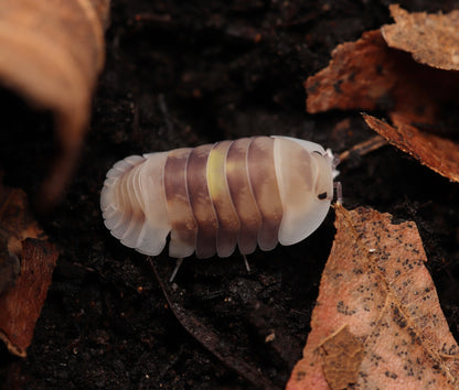 Cubaris sp. "Amber Firefly LCF" CrawlMart
