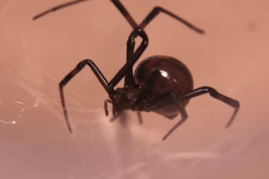 Western Black Widow - Latrodectus hesperus