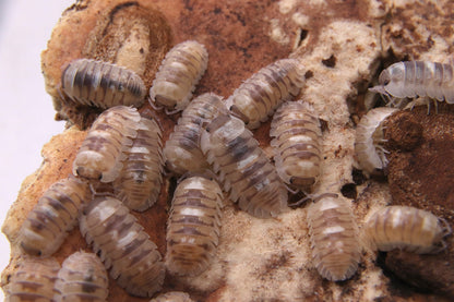 Armadillidium espanyoli "Marbleized"