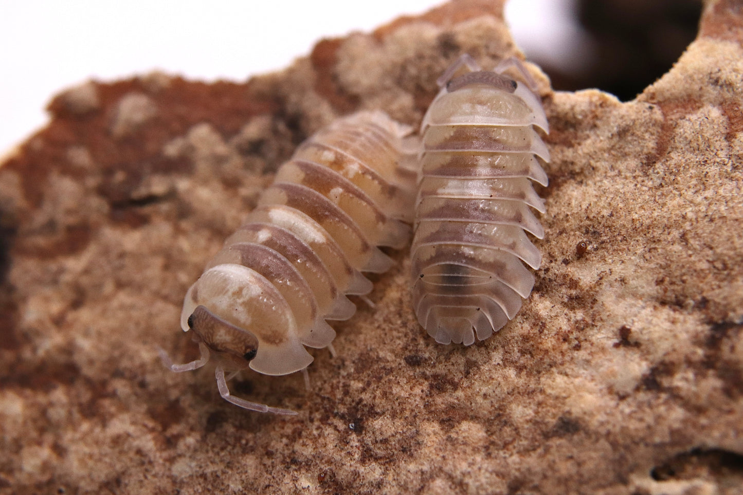 Armadillidium espanyoli "Marbleized"