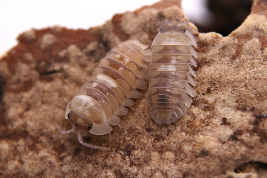 Armadillidium espanyoli "Marbré"