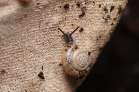 Zonitoides arboreus - Quick Gloss Snails