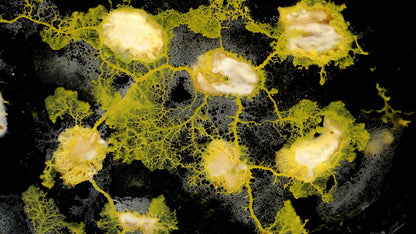 Slime Mold CrawlMart