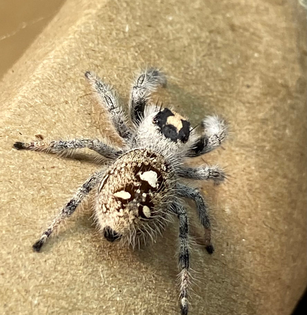 Invertebrate Care Guides - CrawlMart