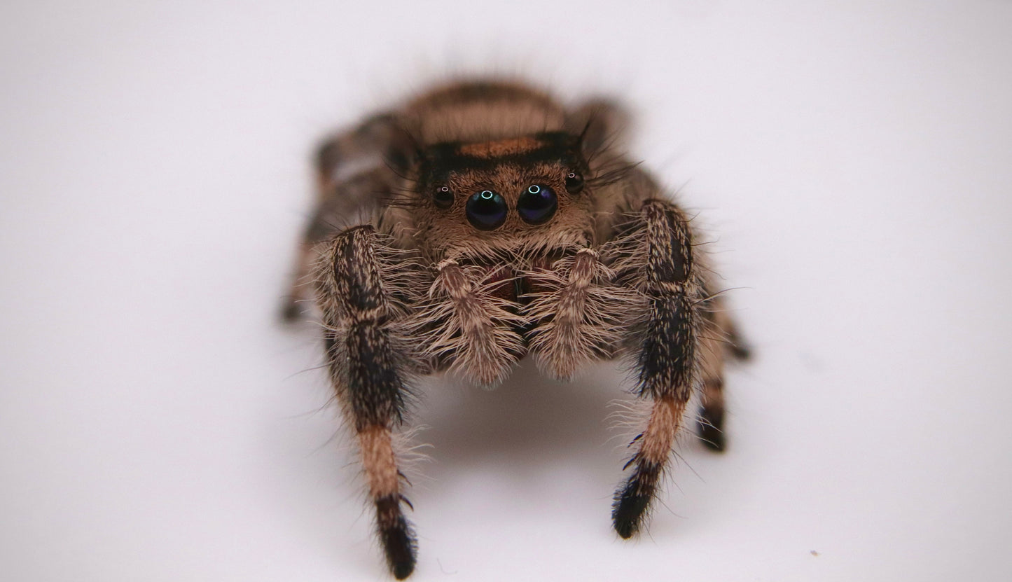 Jumping Spider [Phidippus Regius] CrawlMart