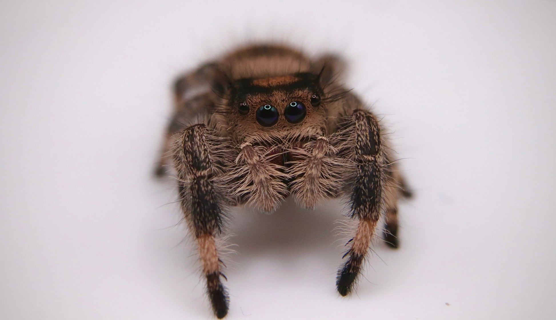 Jumping Spider [Phidippus Regius] CrawlMart
