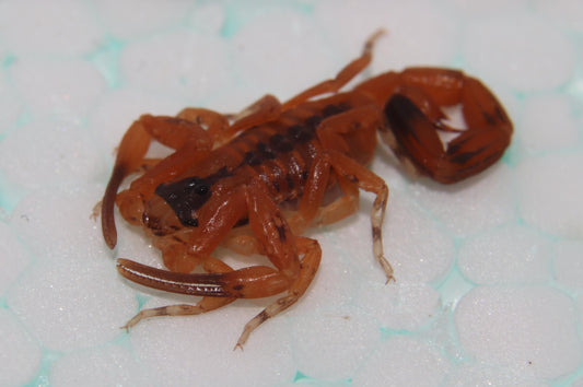 Tityus stigmarus Scorpion