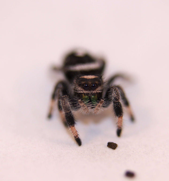 Jumping Spiders For Sale | CrawlMart