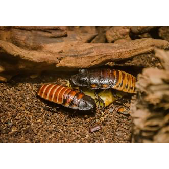 Madagascar Hissing Cockroach -G. Portentosa